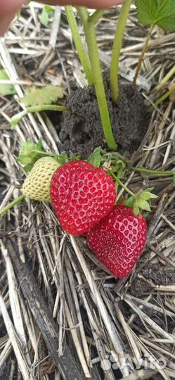 Рассада ремонтантной и обычной клубники