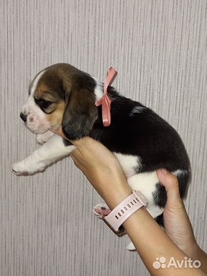 Щенки бигль