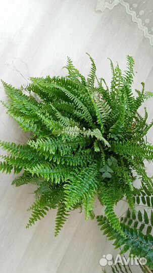 Нефролепис, сортовые, названия спрашивайте