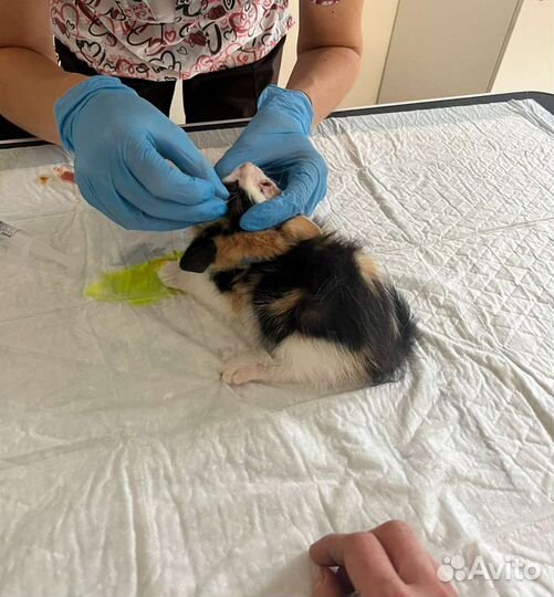 Трехцветная кошка бесплатно