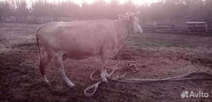 Коровы и телки