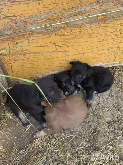 Австралийский келпи помеси