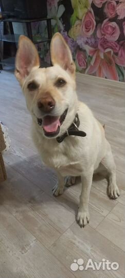 Найдена собака молодая девочка породистая