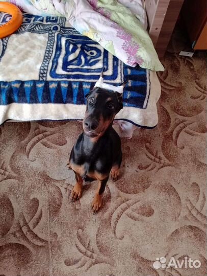 Доберман в добрые руки.Девочка 4 месяца