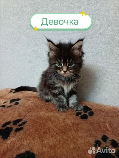 Котята мейн-кун в добрые руки