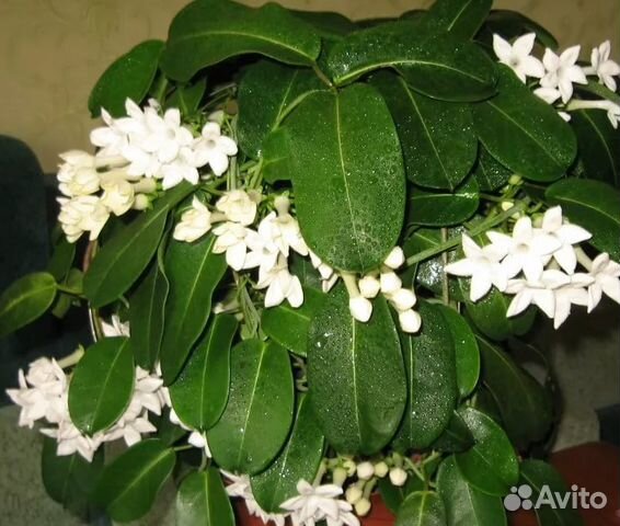 Стефанотис