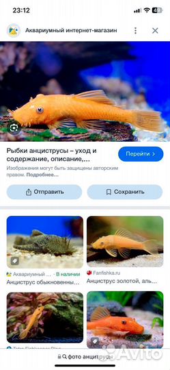 Сомики анциструсы