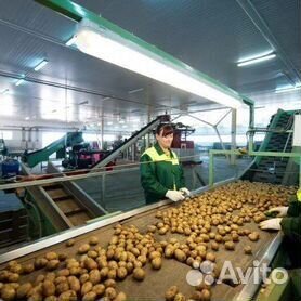 Требуется подсобный рабочий на овощехранилище