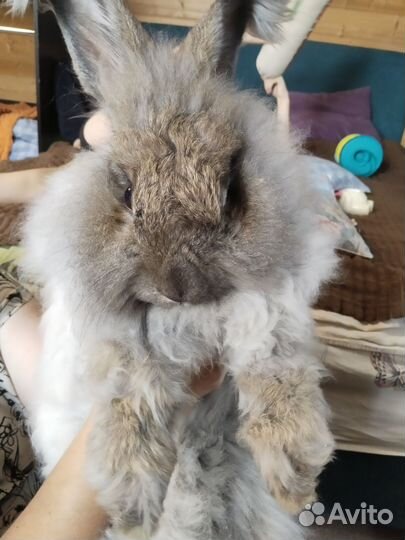 Кролик ангорский
