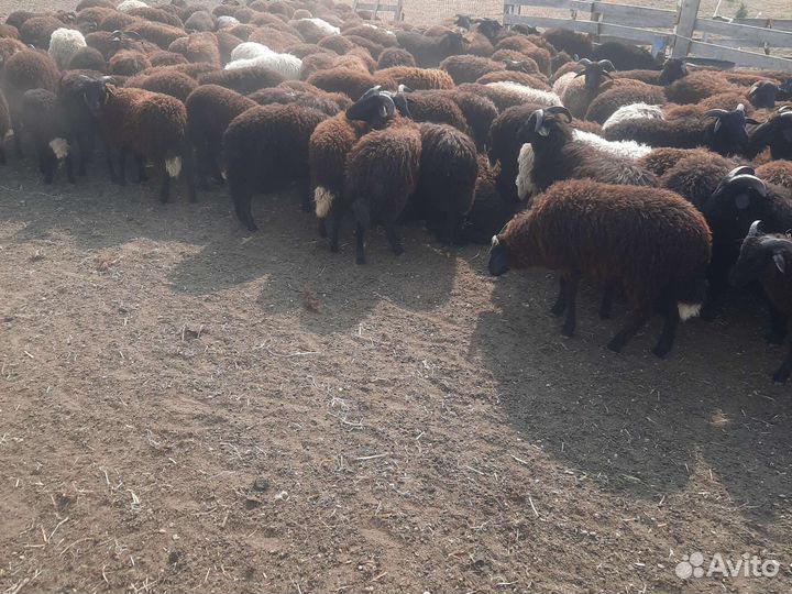 Ягнята Овцы Бараны Баранчики