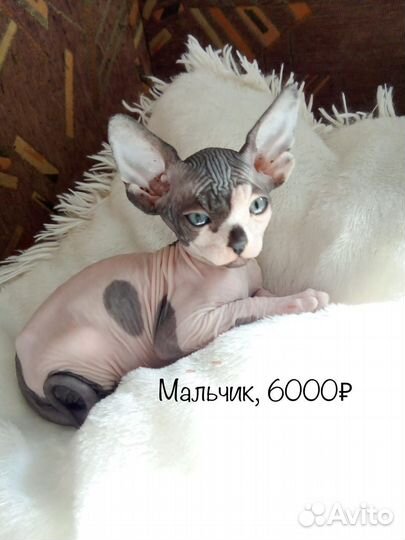 Канадский сфинкс котенок