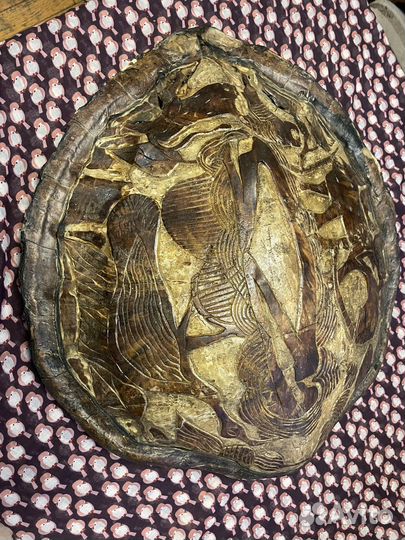 Панцырь большой морской черепахи резной