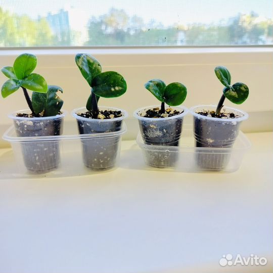 Замиокулькас зензи