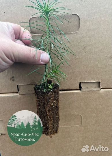 Зкс Сосна сеянцы Ели Лиственницы окс Голуб Горная