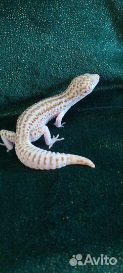 Геккон Эублефар