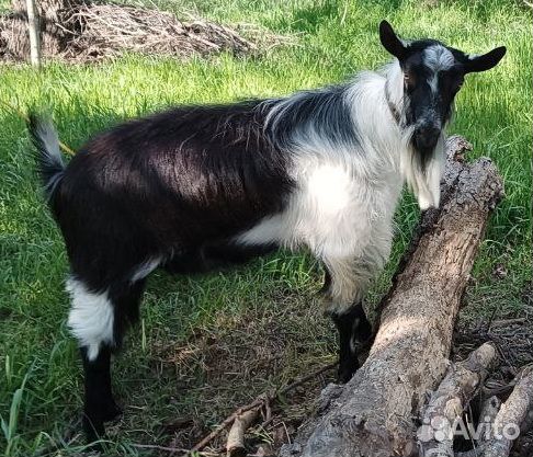 Продается Альпийский козлик на племя