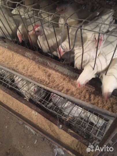 Куры,молодки