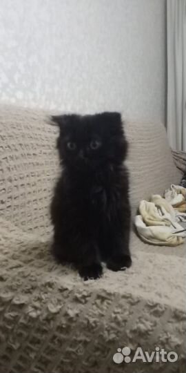 Отдам, продам котят