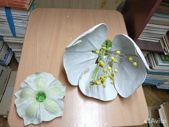 Учебные пособия по биологии, зоологии (гербарий )