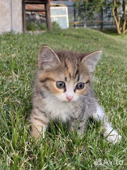 Котята в добрые руки даром