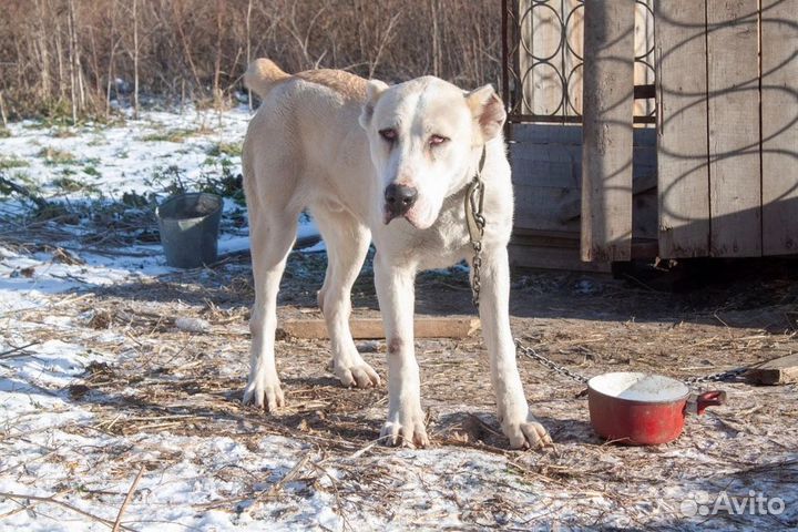 Собаки бесплатно алабай