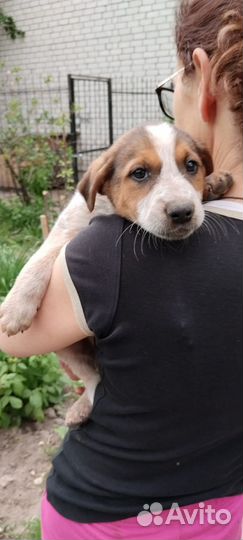 Девочка в беде