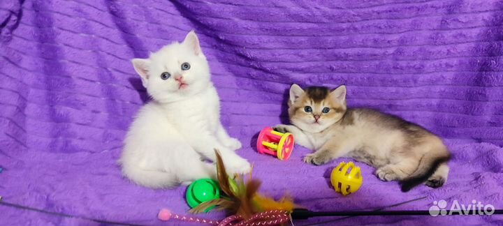 Золотая и колорная шиншилла