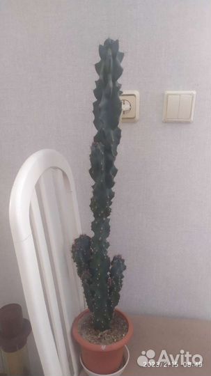 Кактус опунция