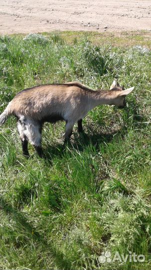 Альпийские козлята