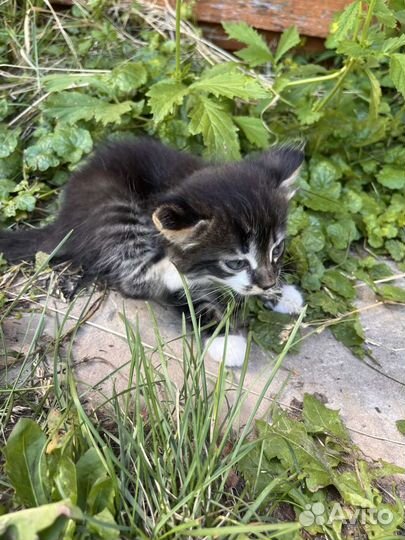 Котенок