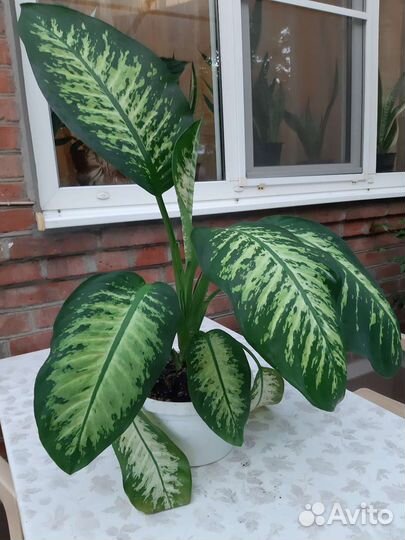 Диффенбахия