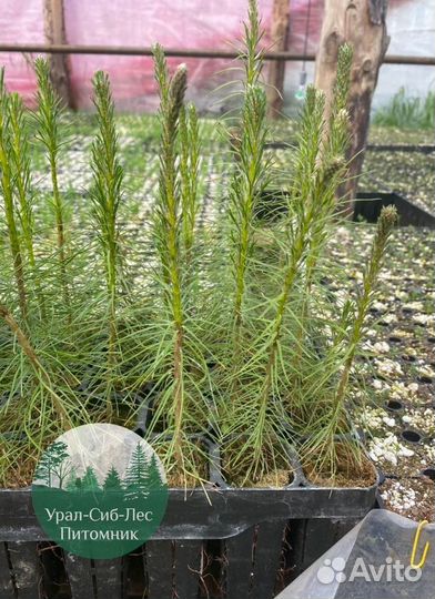 Сеянцы зкс Сосна Ель Лиственница окс Голуб Горн
