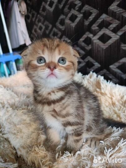 Шотландская