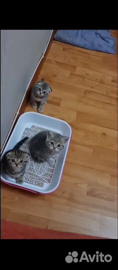 Шотландские вислоухие котята