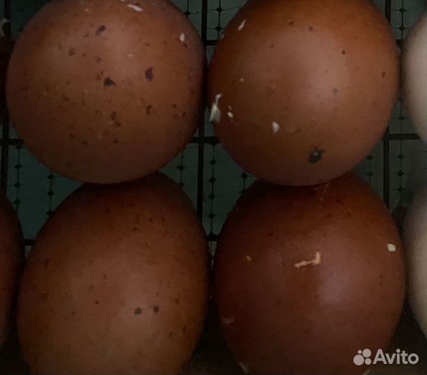 Инкубационное яйц Маран черномедный