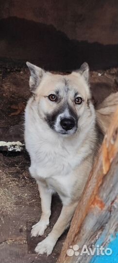 Собаки бесплатно