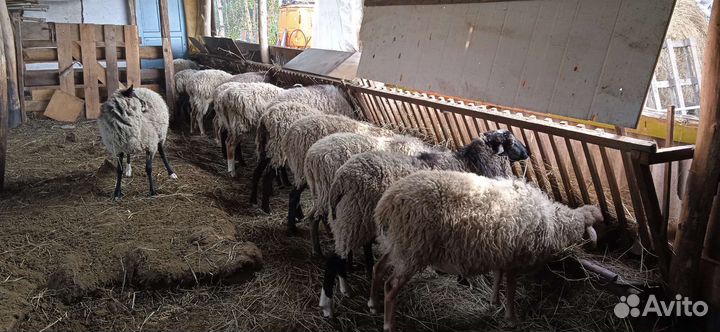 Овцы бараны ягнята