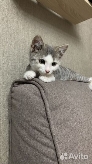 Котик 3 месяца