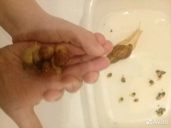 Улитки Ахатины