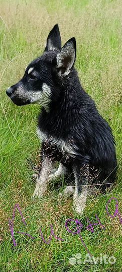 Щенок в добрые руки бесплатно