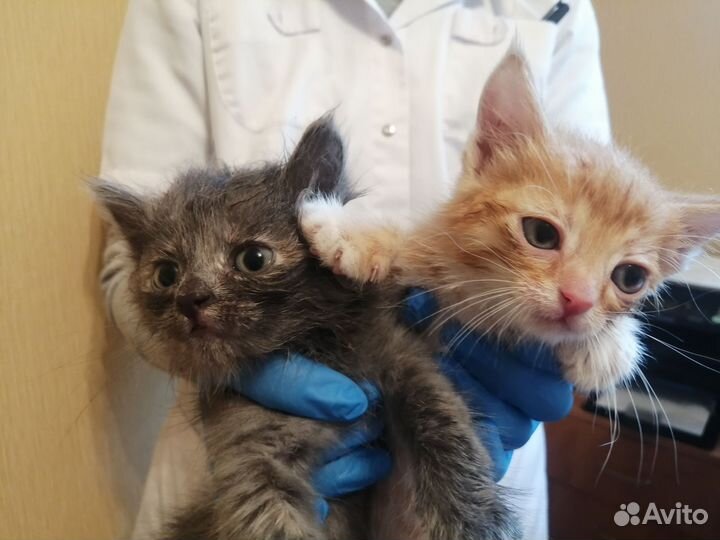 Котята в добрые руки
