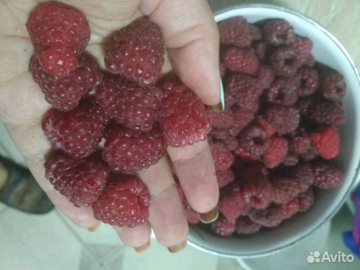 Кусты малины