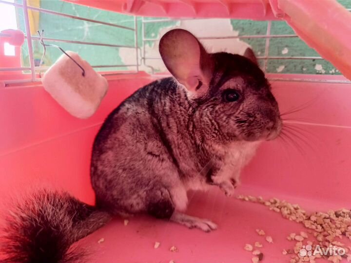 Шиншилла с клеткой