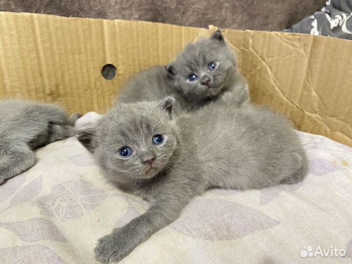 Британские котята