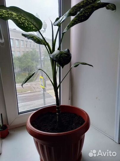 Диффенбахия