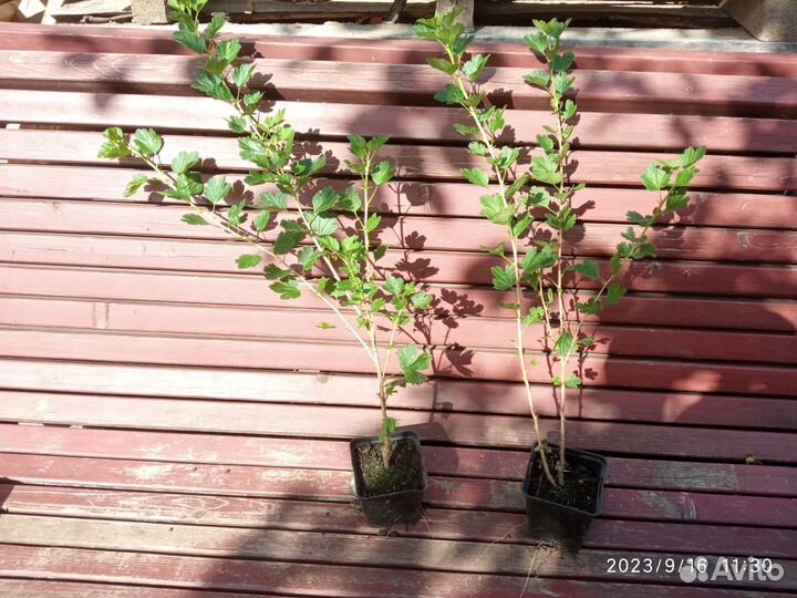 Крыжовник красный и слива