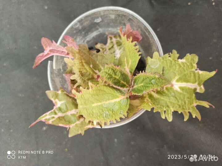 Колеусы вегетативные