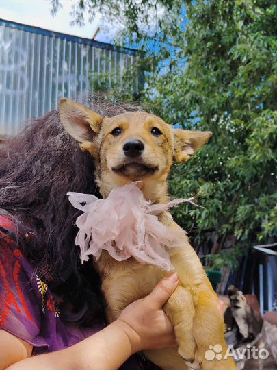 Щеночки в добрые руки