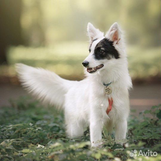 Собака в добрые руки