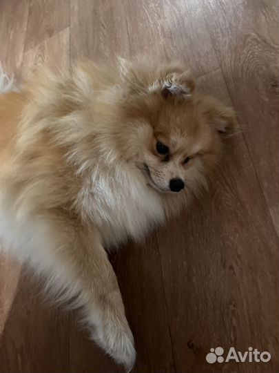 Собака в добрые руки отдам бесплатно